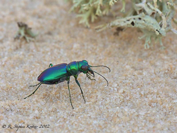 Cicindela scutellaris unicolor